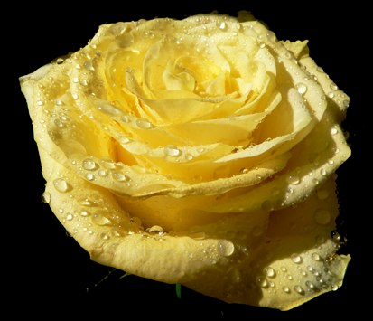friss sárga rózsa ... 2005. május