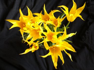 sárga rózsák Évi néninek